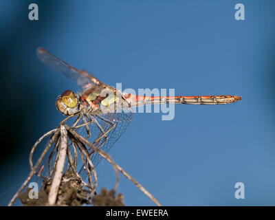 Ritratto orizzontale di comune darter dragonfly, Sympetrum striolatum, appollaiato sul ramo. Foto Stock