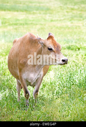 Una mucca in jersey, una razza di bestiame bovino di caseificio originariamente allevati nel canale isola di Jersey. Til razza è popolare per le alte butte Foto Stock