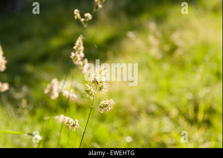 Erba di prato Spike in piedi fuori fonte di polline hayfever e in estate la miseria per molti Foto Stock