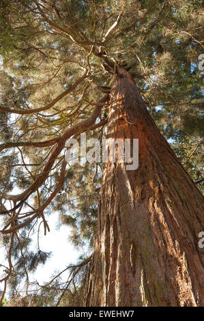 Un enorme gigante di conifere redwood a livello del suolo che mostra la corteccia protettiva e bolo di un imponente albero magnifico Foto Stock