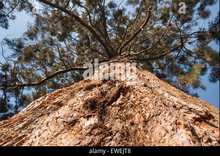 Un enorme gigante di conifere redwood a livello del suolo che mostra la corteccia protettiva e bolo di un imponente albero magnifico Foto Stock