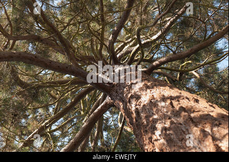 Un enorme gigante di conifere redwood a livello del suolo che mostra la corteccia protettiva e bolo di un imponente albero magnifico Foto Stock