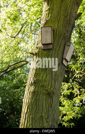 Scatola di nido per British pipistrelli una specie protetta in un buon percorso di volo e vicino laghi abbondanti di insetti con sbarco sezioni di pad Foto Stock