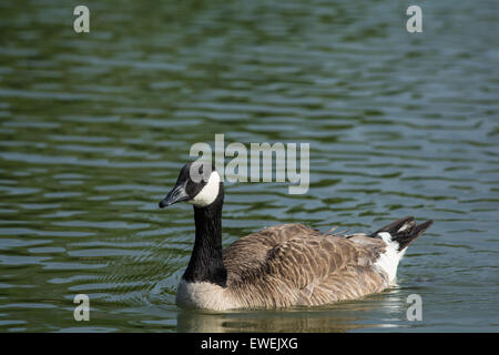 Un Canada Goose (Branta canadensis) nuota attraverso la superficie di un laghetto. Foto Stock