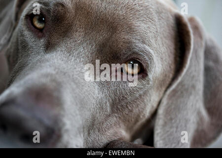 Extreme close up ritratto di un cane Weimaraner soulful faccia guardando direttamente nella fotocamera Foto Stock