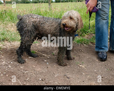 Un albicocca Labradoodle bianco che ha saltato in una diga sul Somerset livelli ed è venuto fuori il nero, Somerset, Regno Unito Foto Stock