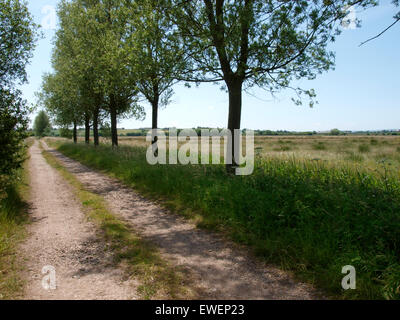 La sporcizia via strada con una linea di alberi a fianco, livelli di Somerset, Regno Unito Foto Stock