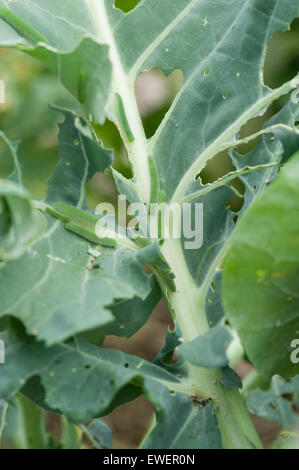 Il cavolo bianco (piccoli e bianchi) farfalla larve di broccolo Foto Stock