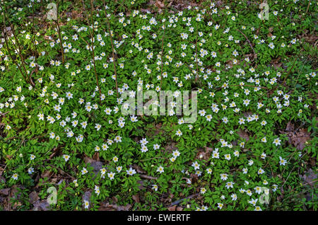 Fiori di Primavera snowdrop anemone. Foto Stock