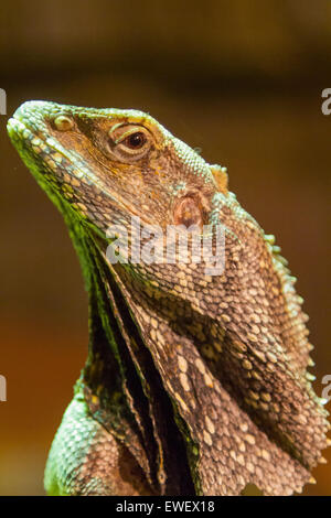 Clamidosaurio (Chlamydosaurus kingii) Foto Stock