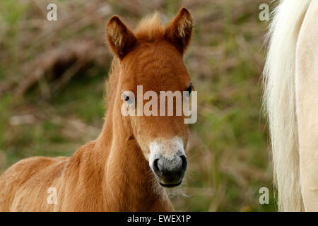 Splendido piccolo puledro, nuovo nato in piedi vicino alla mamma, farà un bel castagno pony equitazione. Le orecchie punga guardando me Foto Stock