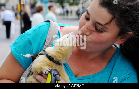 Brighton Regno Unito 23 Giugno 2015 - Jessica Martin spesso può vedere a piedi il suo bianco pet ferret chiamato 'Little Buddha' in giro per le strade di Brighton dove egli è diventato ben noto Foto Stock