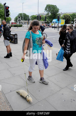 Brighton Regno Unito 23 Giugno 2015 - Jessica Martin spesso può vedere a piedi il suo bianco pet ferret chiamato 'Little Buddha' in giro per le strade di Brighton dove egli è diventato ben noto Foto Stock