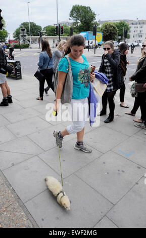 Brighton Regno Unito 23 Giugno 2015 - Jessica Martin spesso può vedere a piedi il suo bianco pet ferret chiamato 'Little Buddha' in giro per le strade di Brighton dove egli è diventato ben noto Foto Stock