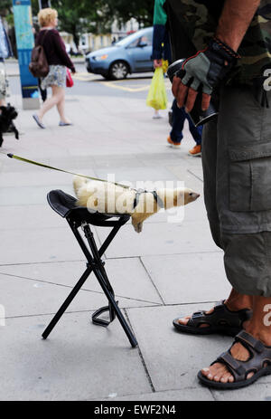 Brighton Regno Unito 23 Giugno 2015 - Jessica Martin spesso può vedere a piedi il suo bianco pet ferret chiamato 'Little Buddha' in giro per le strade di Brighton dove egli è diventato ben noto Foto Stock