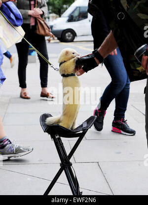 Brighton Regno Unito 23 Giugno 2015 - Jessica Martin spesso può vedere a piedi il suo bianco pet ferret chiamato 'Little Buddha' in giro per le strade di Brighton dove egli è diventato ben noto Foto Stock