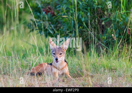 Nero-backed Jackal sdraiato seduto e scout in erba Foto Stock