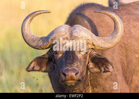 African buffalo staring a voi Foto Stock