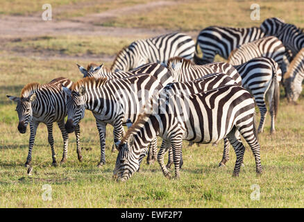 Gregge di di zebre erba di pascolo su Savannah Foto Stock