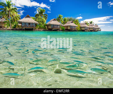Pesce nuotare nella laguna tropicale con le Ville Overwater e palme