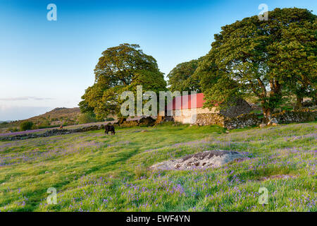 Dartmoor pony pascolano in un prato bluebell da un vecchio dal tetto rosso barn Foto Stock