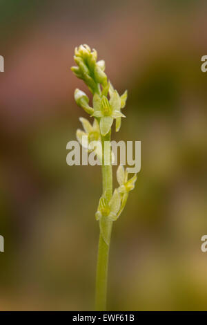 Un Bog Orchid nella nuova foresta. Foto Stock