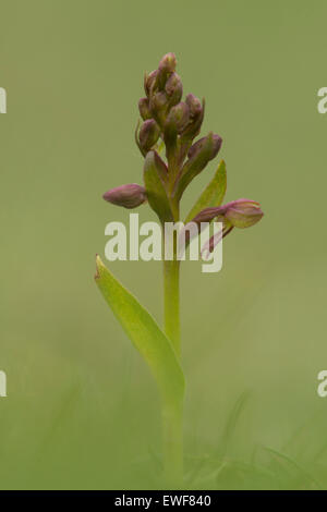 Una rana Orchid fotografati a Noar Hill in Hampshire. Foto Stock