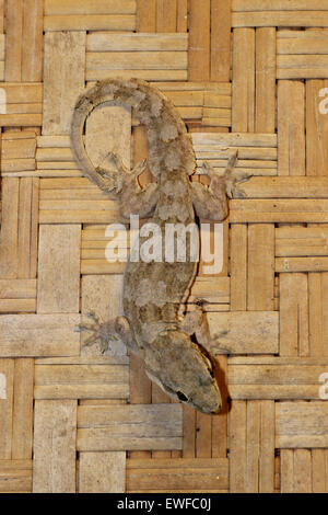 Flat-tailed House Gecko platyurus Hemidactylus Foto Stock