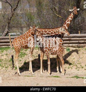 Gruppo di traliccio giraffe (Giraffa camelopardalis reticulata). Foto Stock