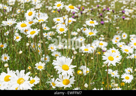 La camomilla, camomilla, Matricaria chamomilla, matricaria recutita Foto Stock