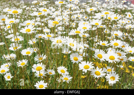 La camomilla, camomilla, Matricaria chamomilla, matricaria recutita Foto Stock