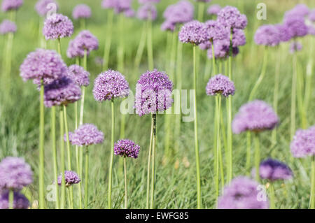 Viola Allium testa a sfera fiori Foto Stock