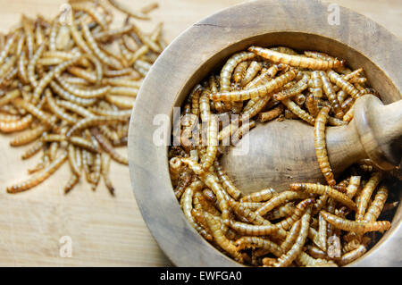 Mealworms essiccato in malta Foto Stock