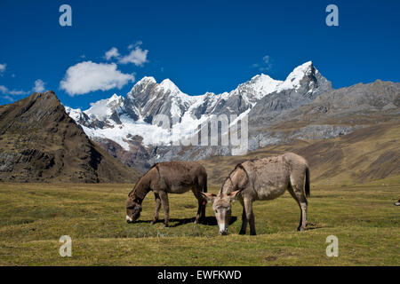 Due asini al pascolo su un prato di montagna,le montagne innevate e Jirishanca Ninashanca dietro, Cordillera Huayhuash Foto Stock