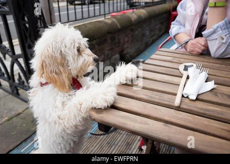 Cane Cockapoo jumping fino a tavola per mangiare la fame. Modello rilasciato Foto Stock