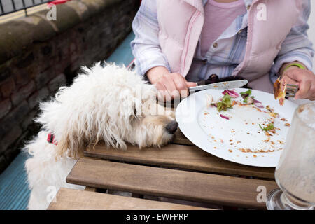 Cane Cockapoo jumping fino a tavola per il cibo fame modello rilasciato Foto Stock