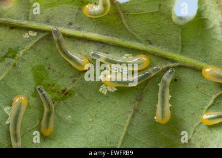 Oak Slug Sawfly, slugworm, larva, Kleine Lindenblattwespe, Larven, Linden-Blattwespe, Caliroa annulipes, Eriocampoides annulipes Foto Stock