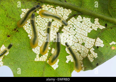 Oak Slug Sawfly, slugworm, larva, Kleine Lindenblattwespe, Larven, Linden-Blattwespe, Caliroa annulipes, Eriocampoides annulipes Foto Stock