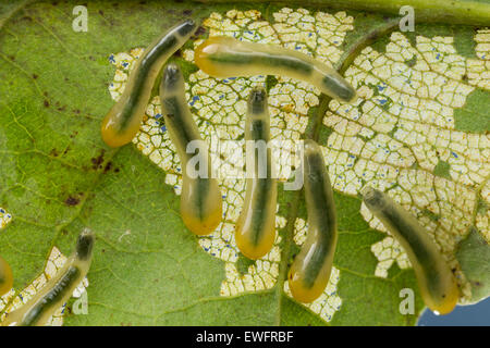 Oak Slug Sawfly, slugworm, larva, Kleine Lindenblattwespe, Larven, Linden-Blattwespe, Caliroa annulipes, Eriocampoides annulipes Foto Stock