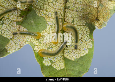 Oak Slug Sawfly, slugworm, larva, Kleine Lindenblattwespe, Larven, Linden-Blattwespe, Caliroa annulipes, Eriocampoides annulipes Foto Stock