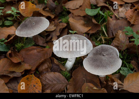 Il cavaliere grigio, sporco, tricholoma Mausgrauer Erdritterling, Erd-Ritterling, Erdritterling, Tricholoma terreum, Tricholoma myomyces Foto Stock