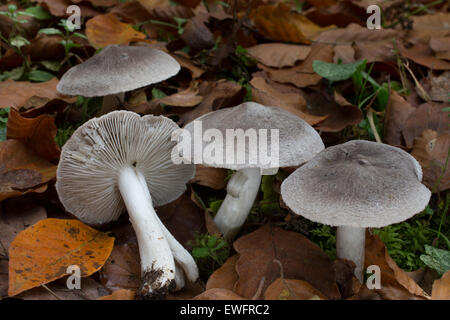 Il cavaliere grigio, sporco, tricholoma Mausgrauer Erdritterling, Erd-Ritterling, Erdritterling, Tricholoma terreum, Tricholoma myomyces Foto Stock