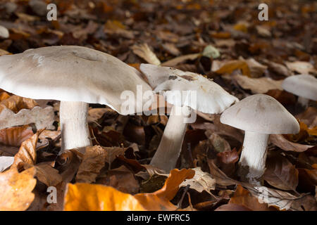 Offuscato imbuto, offuscato agaric, cloud imbuto, Nebelkappe, Nebelgrauer Trichterling, Clitocybe nebularis, Lepista nebularis Foto Stock