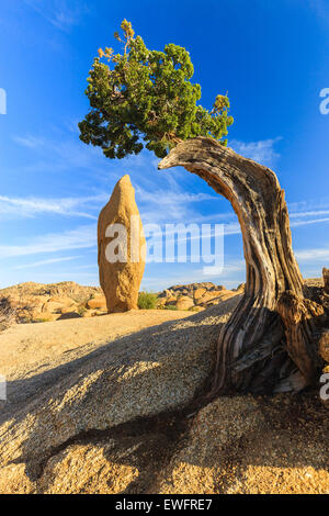 Albero di ginepro e roccia conica al Jumbo rocce a Joshua Tree National Park, California, Stati Uniti d'America. Foto Stock