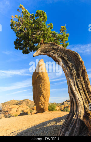 Albero di ginepro e roccia conica al Jumbo rocce a Joshua Tree National Park, California, Stati Uniti d'America. Foto Stock