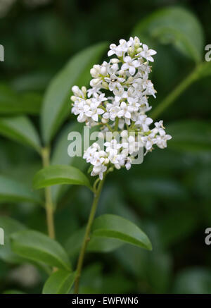 Ligustro comune o unione ligustro, Ligustrum vulgare, Oleaceae | Piante ornamentali. Foto Stock