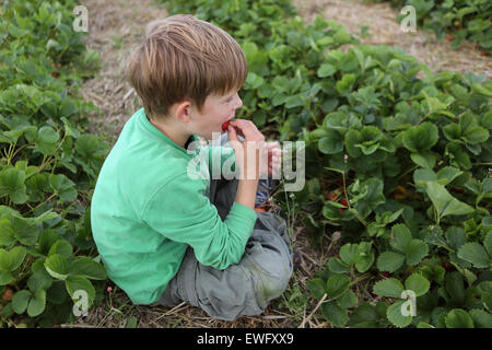 Werl, Germania, ragazzo seduto in un campo e roditura una fragola Foto Stock