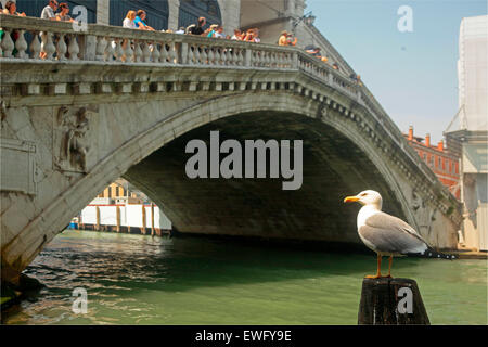 Venezia - Giallo zampe (gabbiano Larus michahellis) e il Ponte di Rialto Foto Stock
