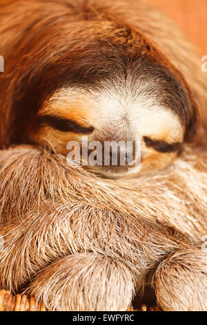 Pale-throated sloth (Bradypus tridactylus) Aviarios del Caribe. Costa Rica. America Foto Stock