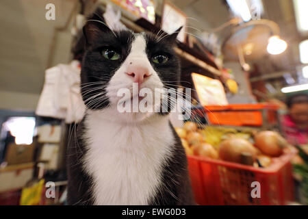 Hong Kong, Cina, cat su un mercato settimanale Foto Stock